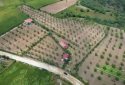 Uşak Eşme Cevizli Köyü’nde 14.700 m² Gelir Getiren, Her Şeyi Hazır Ceviz Bahçesi